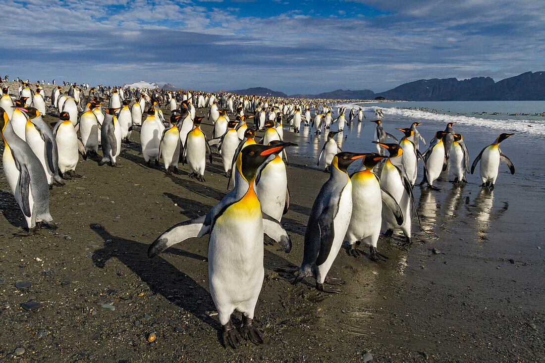 King penguins (Aptenodytes patagonicus) on the beach at breeding and nesting colony at Salisbury Plain in the Bay of Isles, South Georgia, Southern Ocean, Polar Regions