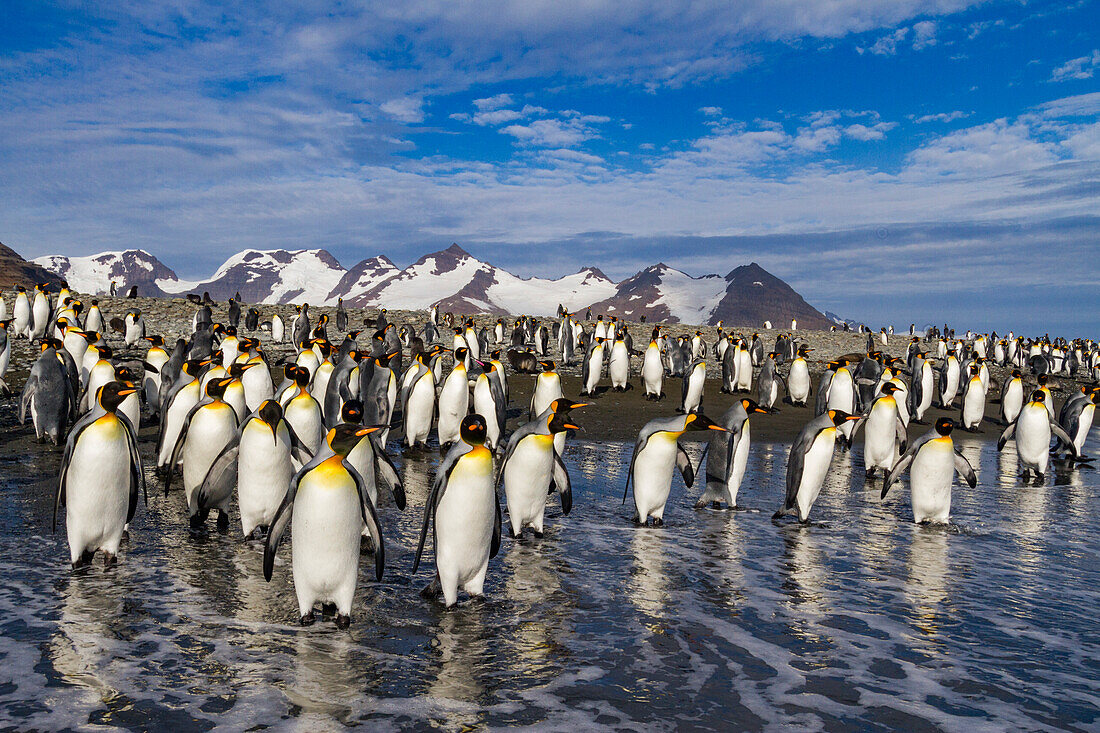 Königspinguine (Aptenodytes patagonicus) am Strand der Brut- und Nistkolonie in der Salisbury-Ebene in der Bay of Isles,Südgeorgien,Südlicher Ozean,Polargebiete