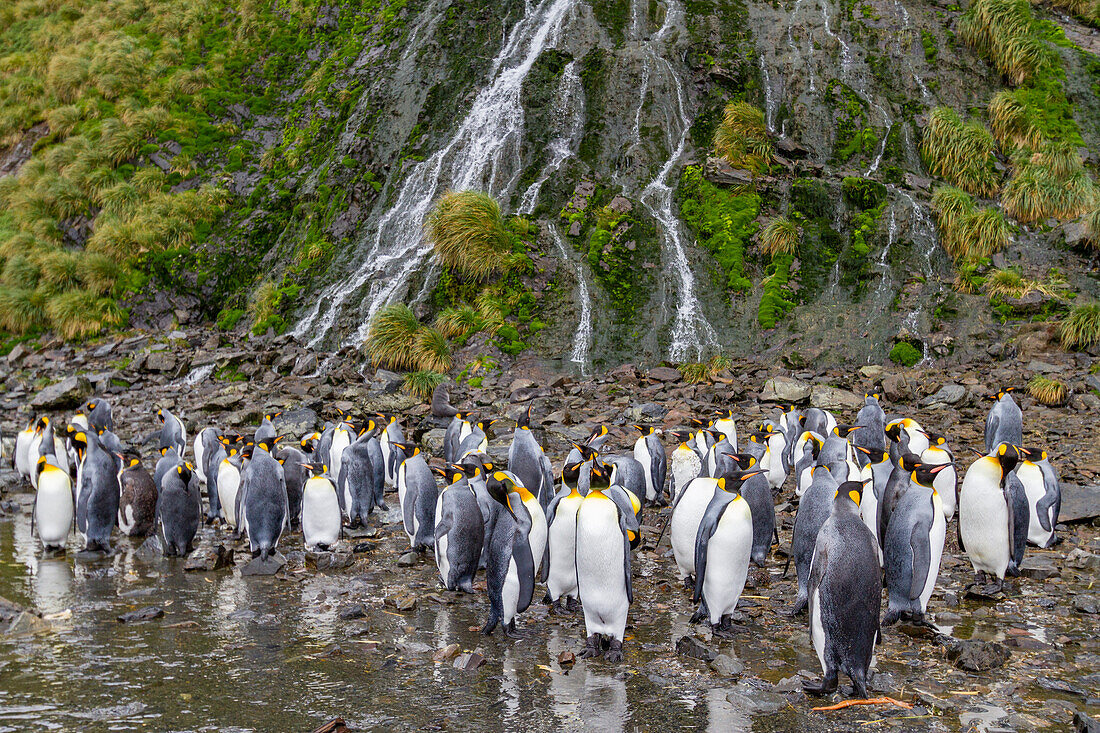 King penguins (Aptenodytes patagonicus) at breeding and nesting colony at Right Whale Bay, South Georgia, Polar Regions