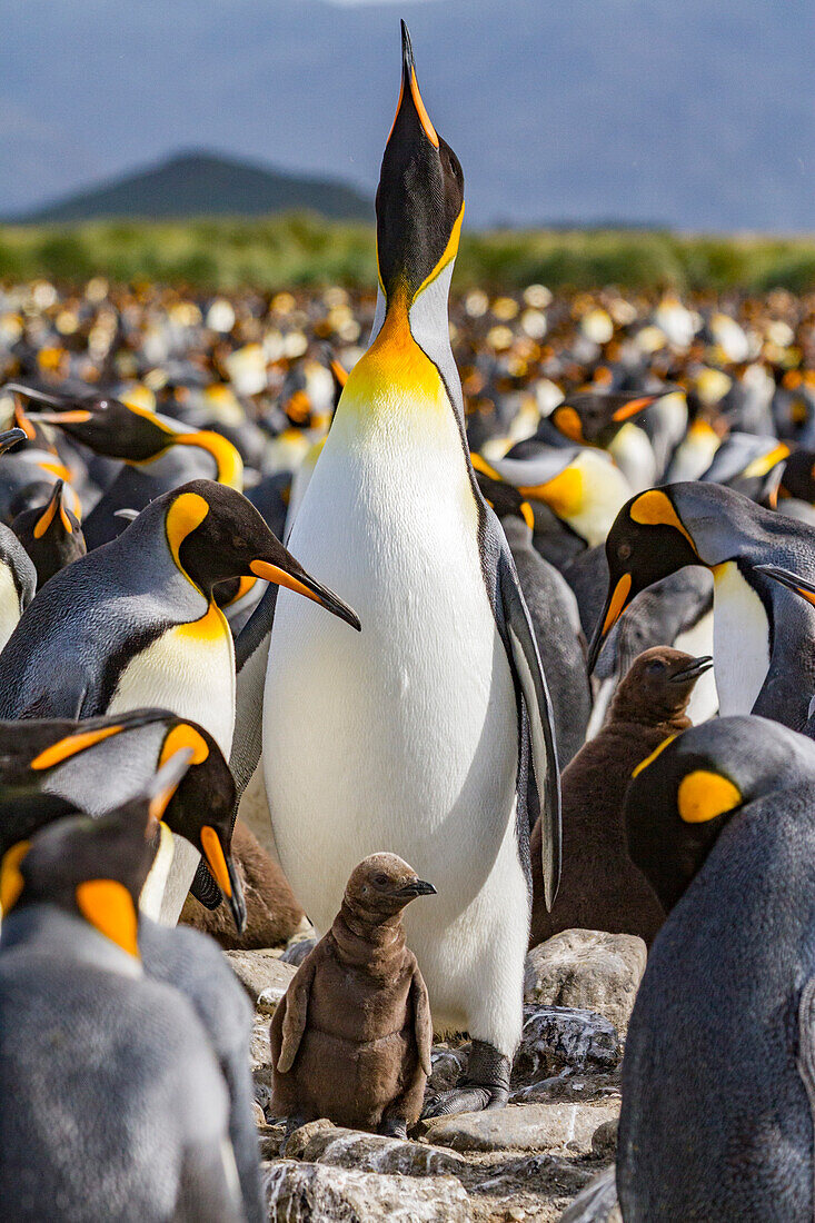 Königspinguin (Aptenodytes patagonicus),adult und Küken in der Brut- und Nistkolonie auf der Salisbury-Ebene,Südgeorgien,Polargebiete