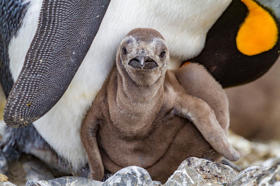 King penguin (Aptenodytes patagonicus) adult and chick at breeding and nesting colony at Salisbury Plain, South Georgia, Polar Regions