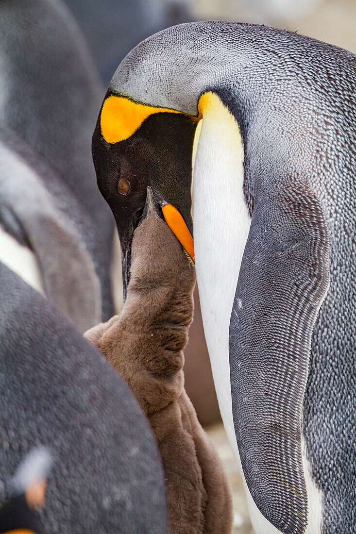 King penguin (Aptenodytes patagonicus) adult and chick at breeding and nesting colony at Salisbury Plain, South Georgia, Polar Regions