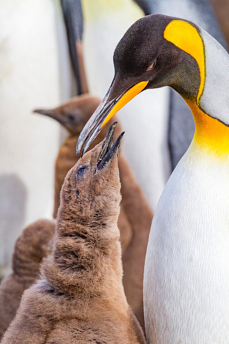 King penguin (Aptenodytes patagonicus) adult and chick at breeding and nesting colony at Salisbury Plain, South Georgia, Polar Regions