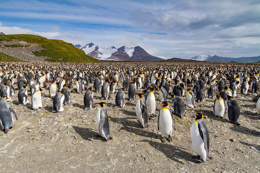 Königspinguine (Aptenodytes patagonicus) in der Brut- und Nistkolonie auf der Salisbury-Ebene in der Bay of Isles,Südgeorgien,Polargebiete