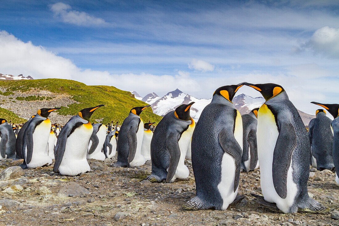 Königspinguine (Aptenodytes patagonicus) in der Brut- und Nistkolonie auf der Salisbury-Ebene in der Inselbucht,Südgeorgien,Polargebiete