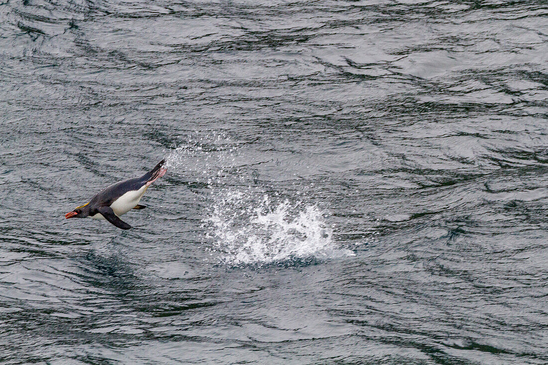 Ausgewachsener Makropinguin (Eudyptes chrysolophus) auf dem Weg zu seiner Brutkolonie auf Südgeorgien,Südlicher Ozean,Polargebiete