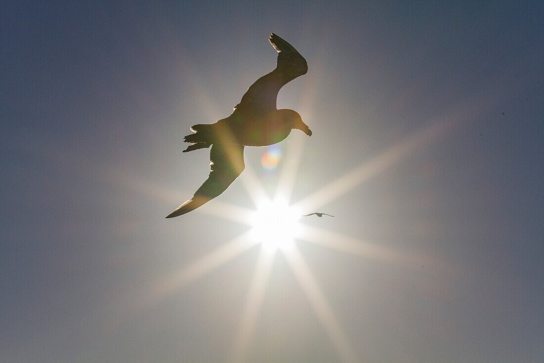 Southern giant petrel (Macronectes giganteus) in flight against the sun near South Georgia, Southern Ocean, Polar Regions