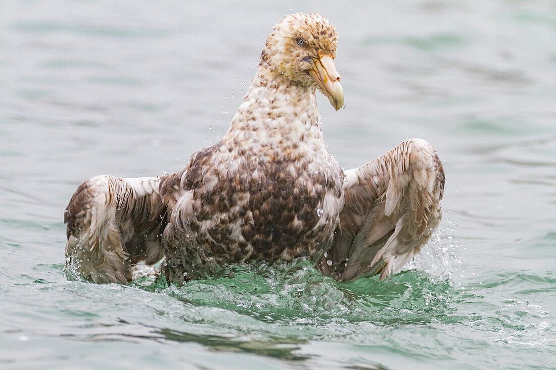 Südlicher Riesensturmvogel (Macronectes giganteus) putzt sich auf dem Wasser,Südgeorgien,Südlicher Ozean,Polargebiete