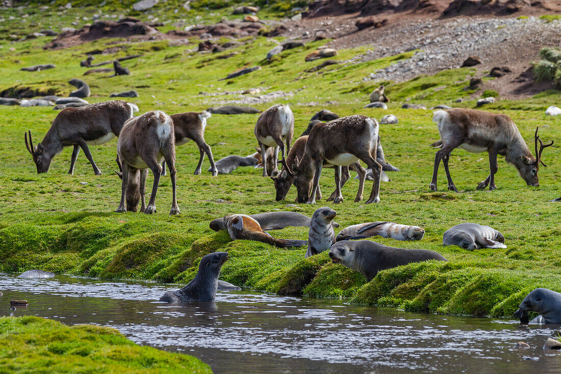 Eine kleine Gruppe eingeführter Rentiere (Rangifer tarandus) vor der Ausrottung in der Stromness-Bucht,Südgeorgien,Polargebiete