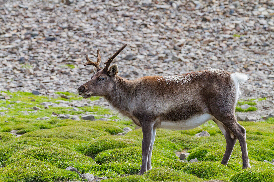 Eine kleine Gruppe eingeführter Rentiere (Rangifer tarandus) vor der Ausrottung in der Stromness-Bucht,Südgeorgien,Polargebiete