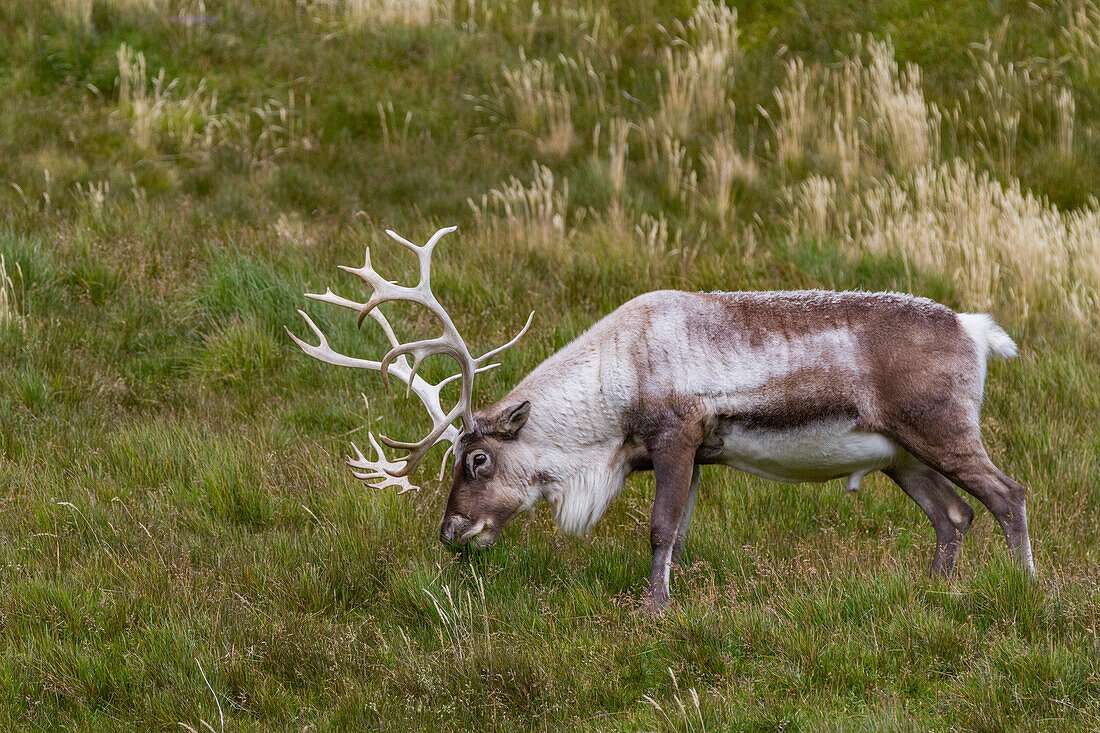 An adult bull introduced reindeer (Rangifer tarandus) before eradication in Stromness Bay, South Georgia, Polar Regions