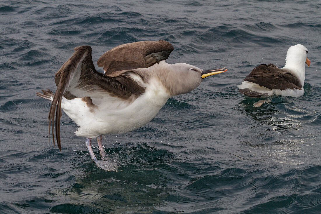 Adult grey-headed albatross (Thalassarche chrysostoma) (grey-headed mollymawk), Elsehul, South Georgia, Polar Regions