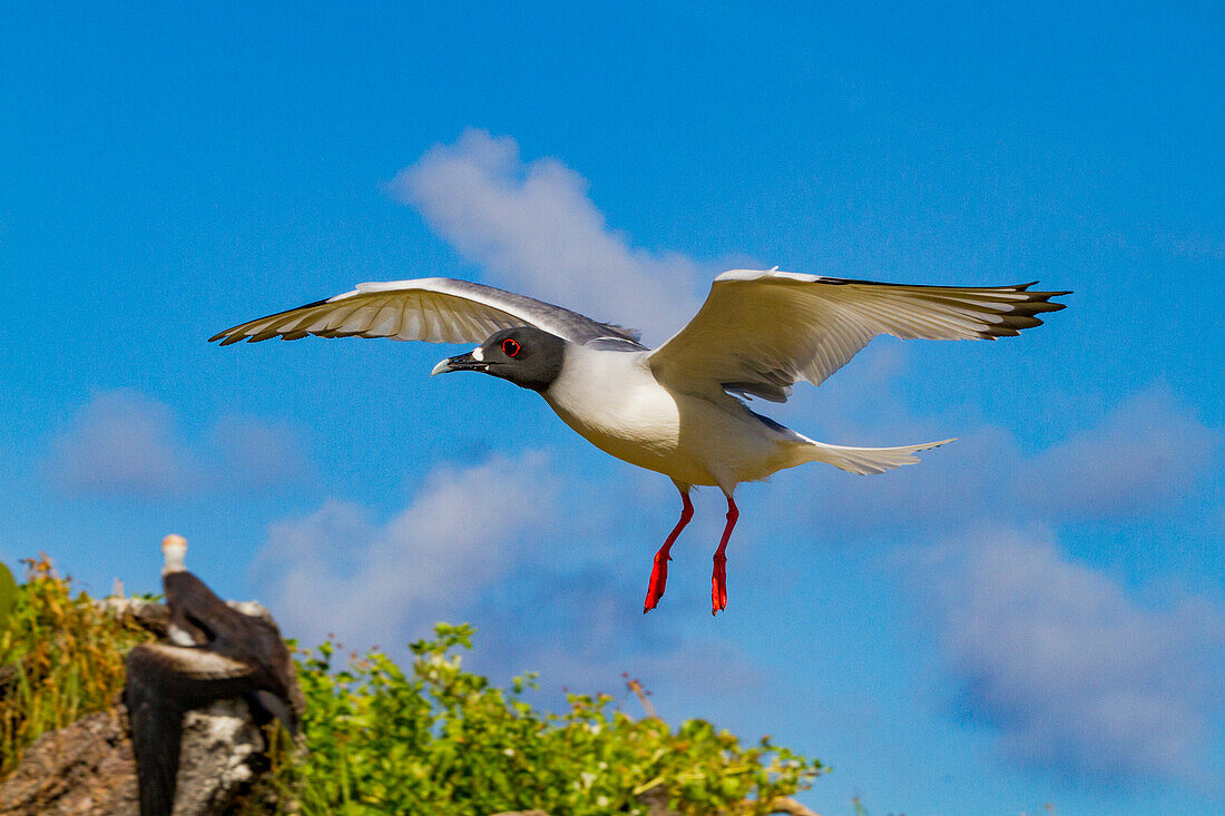 Adult Swallow-tailed gull (Creagrus furcatus) in flight in the Galapagos Island Archipelago, UNESCO World Heritage Site, Ecuador, South America