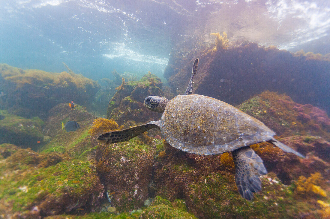 Ausgewachsene Grüne Meeresschildkröte (Chelonia mydas agassizii) unter Wasser im Galapagos-Inselarchipel,UNESCO-Welterbe,Ecuador,Südamerika