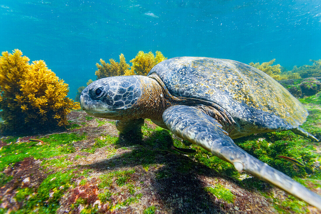 Adult green sea turtle (Chelonia mydas agassizii) underwater in the Galapagos Island Archipelago, UNESCO World Heritage Site, Ecuador, South America