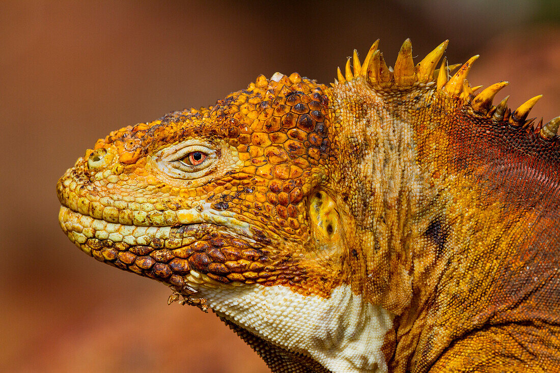 The very colorful Galapagos land iguana (Conolophus subcristatus) in the Galapagos Island Archipelago, UNESCO World Heritage Site, Ecuador, South America