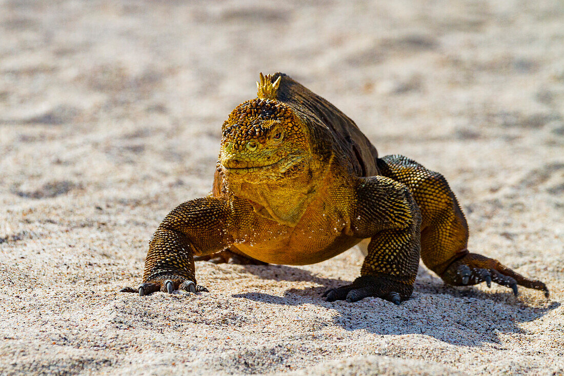 The very colorful Galapagos land iguana (Conolophus subcristatus) in the Galapagos Island Archipelago, UNESCO World Heritage Site, Ecuador, South America