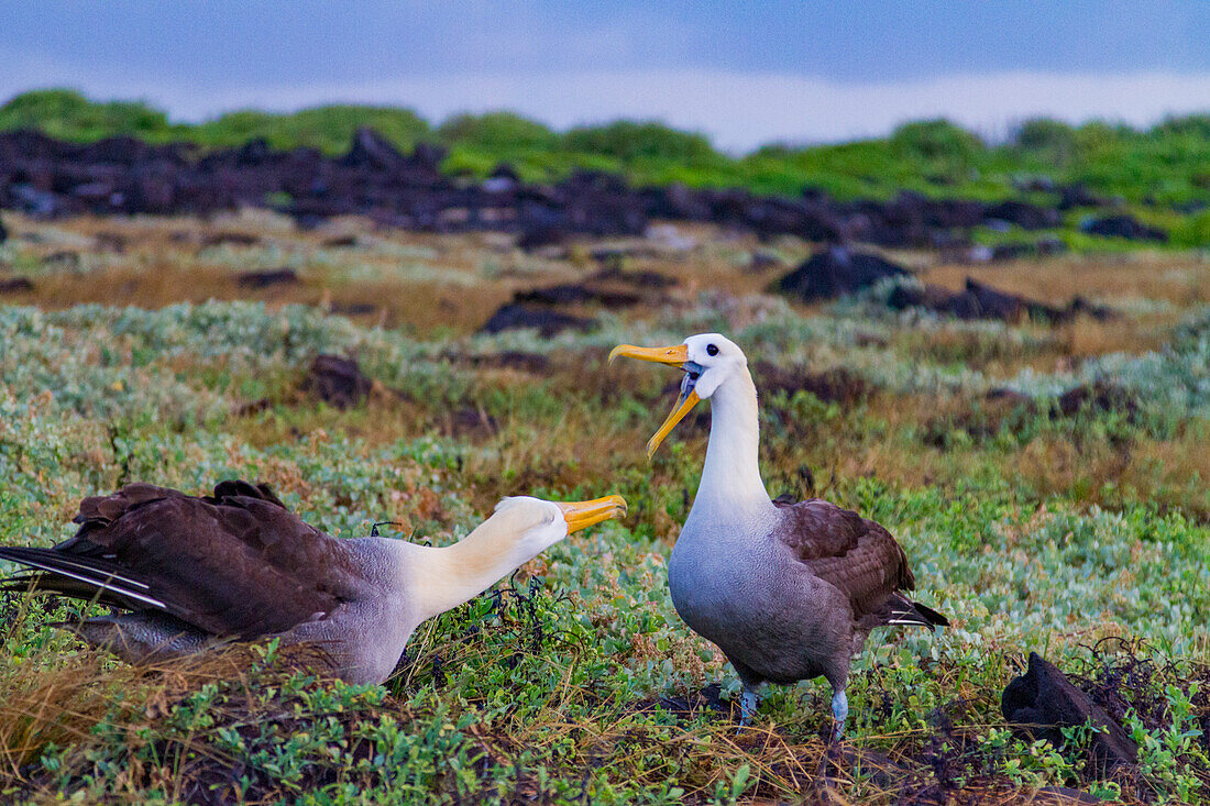 Adult waved albatross (Diomedea irrorata) at breeding colony on Espanola Island, Galapagos Island Archipelago, UNESCO World Heritage Site, Ecuador, South America