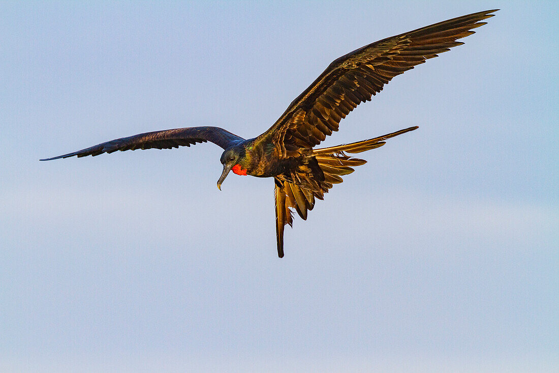 Male Great frigatebird (Fregata minor) in breeding plumage with red gular pouch, on North Seymour Island, Galapagos Islands, UNESCO World Heritage Site, Ecaudor, South America