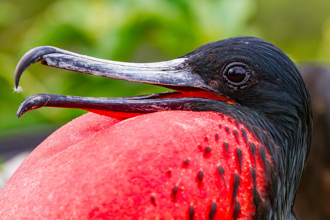 Male Great frigatebird (Fregata minor) in breeding plumage with red gular pouch, on North Seymour Island, Galapagos Islands, UNESCO World Heritage Site, Ecaudor, South America