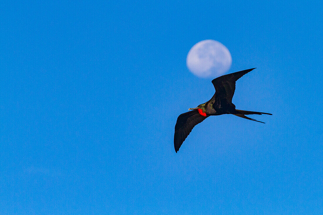 Männlicher Fregattvogel (Fregata minor) im Flug gegen den fast vollen Mond auf der Insel Genovesa (Turm),Galapagos-Inseln,UNESCO-Weltnaturerbe,Ecuador,Südamerika