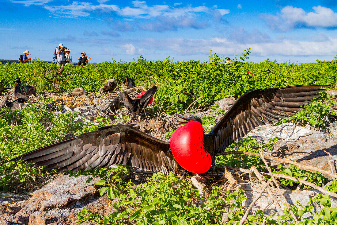 Male Great frigatebird (Fregata minor) in breeding plumage with red gular pouch, on Genovesa (Tower) Island, Galapagos Islands, UNESCO World Heritage Site, Ecuador, South America