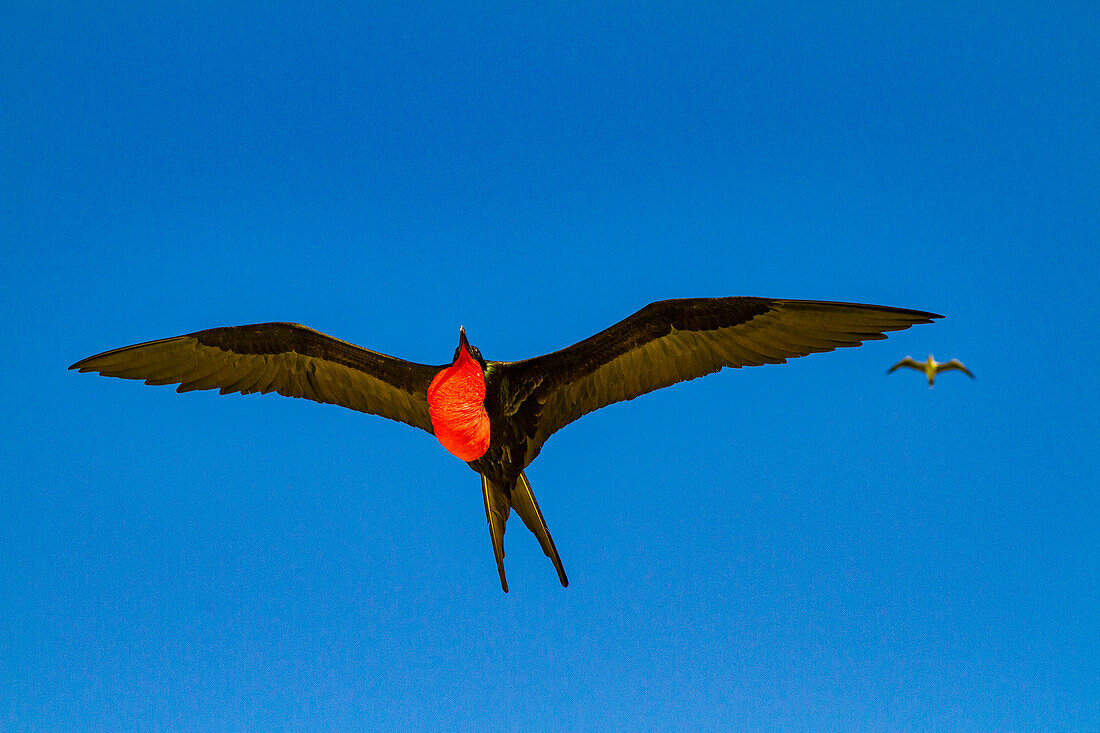 Männlicher Fregattvogel (Fregata minor) im Brutkleid mit rotem Kehlsack,auf der Insel Genovesa (Tower),Galapagos-Inseln,UNESCO-Weltnaturerbe,Ecuador,Südamerika