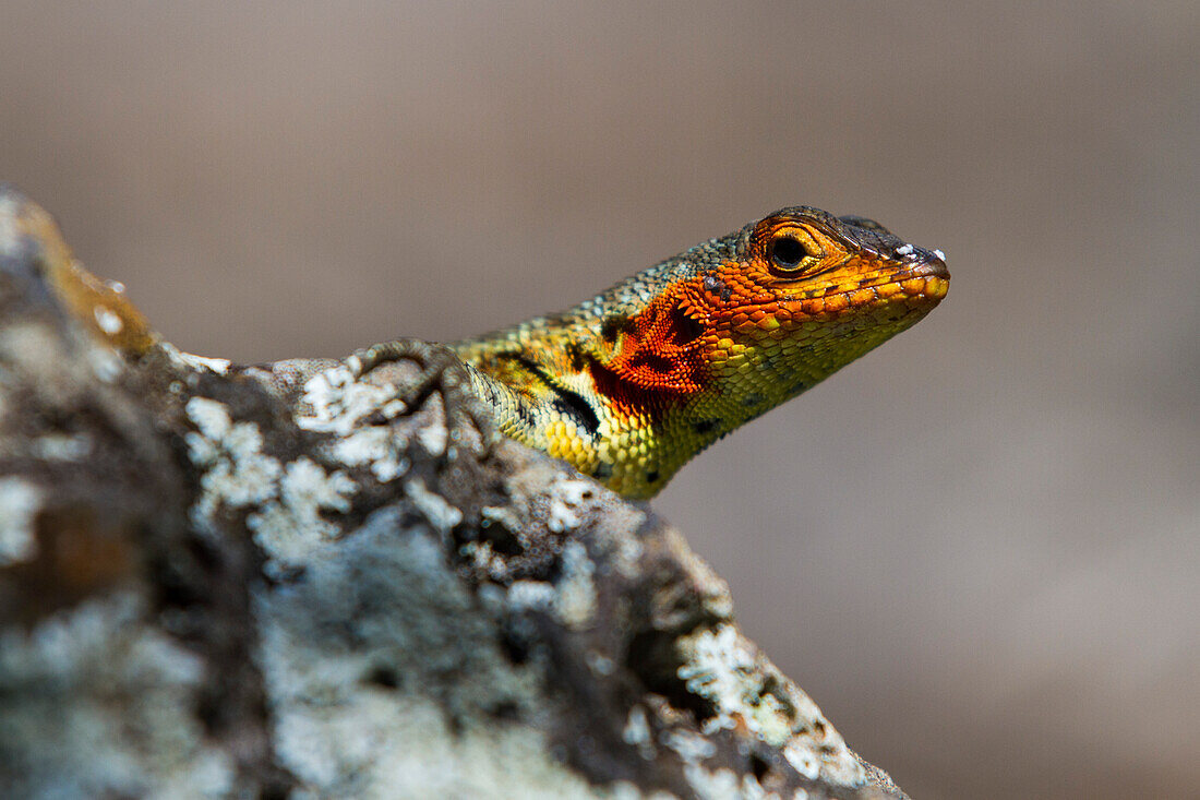 Lava lizard (Microlophus spp) in the Galapagos Island Archipelago, UNESCO World Heritage Site, Ecuador, South America