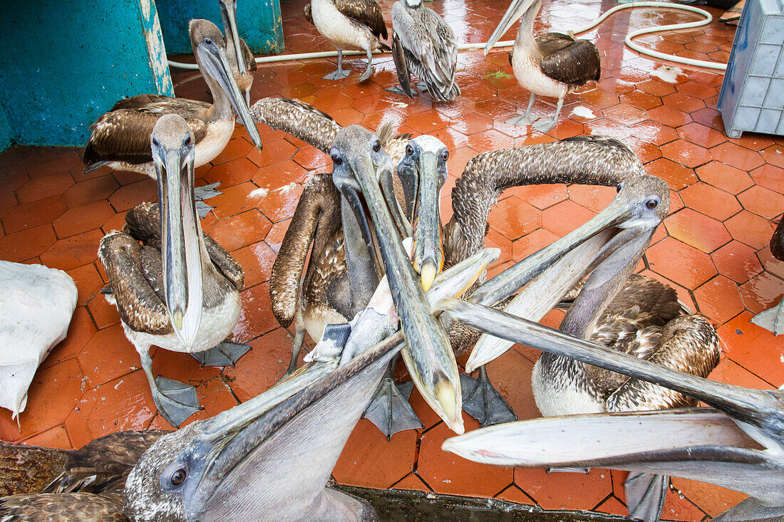 Szene des Fischmarktes in der Hafenstadt Puerto Ayora,Insel Santa Cruz,Galapagos-Inseln,UNESCO-Welterbe,Ecuador,Südamerika