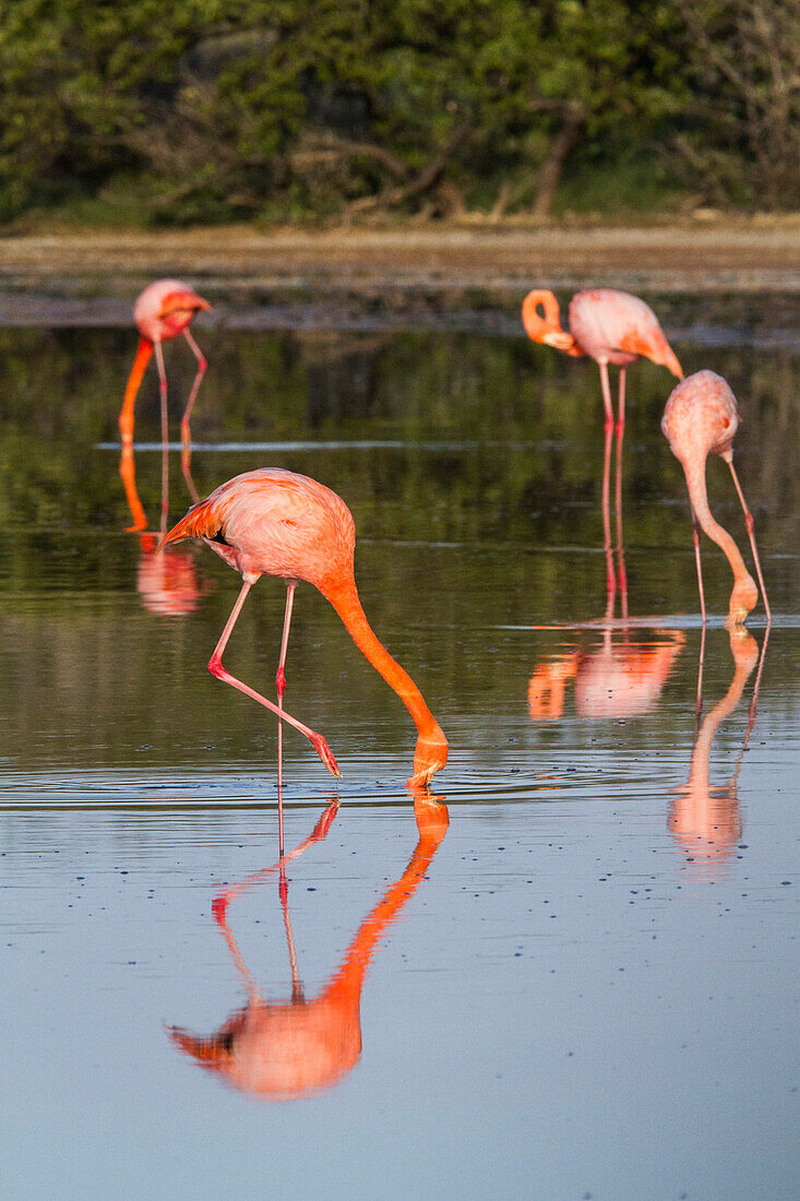 Greater flamingos (Phoenicopterus ruber) foraging for small pink shrimp in saltwater lagoon in the Galapagos Islands, UNESCO World Heritage Site, Ecuador, South America