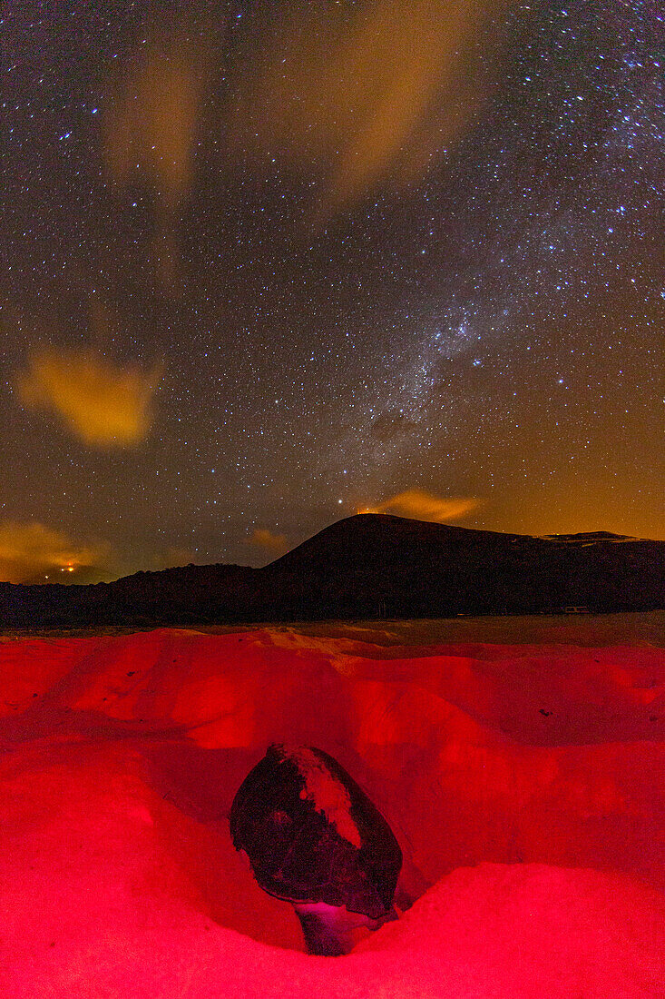 Green Sea Turtle (Chelonia mydas) nesting site at night on Long Beach on Ascension Island, Tropical Atlantic Ocean, South Atlantic Ocean