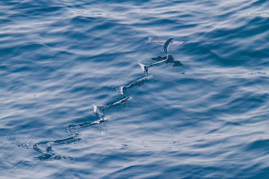 Flying fish from the family Exocoetidae take flight as the ship flushes them just off Ascension Island in the southern tropical Atlantic Ocean, South Atlantic Ocean