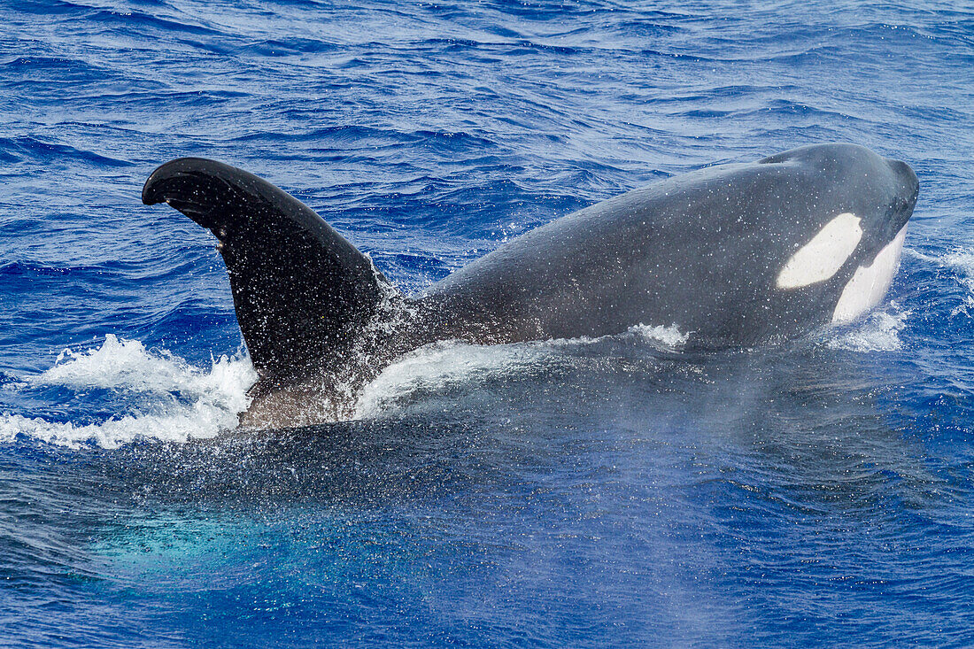 Eine kleine Gruppe von Schwertwalen (Orcinus orca) vor der Insel Ascension im tropischen Atlantik,Südatlantik