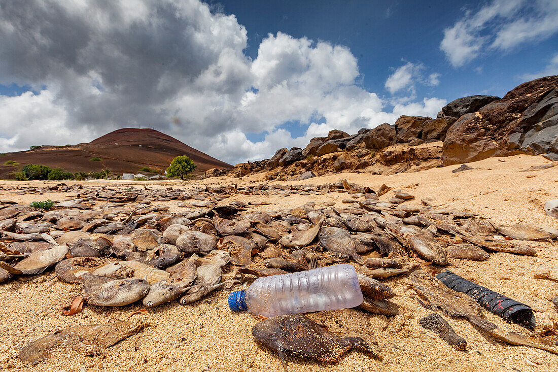 Blick auf das massive Absterben von Schwarzem Drückerfisch am Strand auf der Insel Ascension im südlichen tropischen Atlantik,Südatlantik