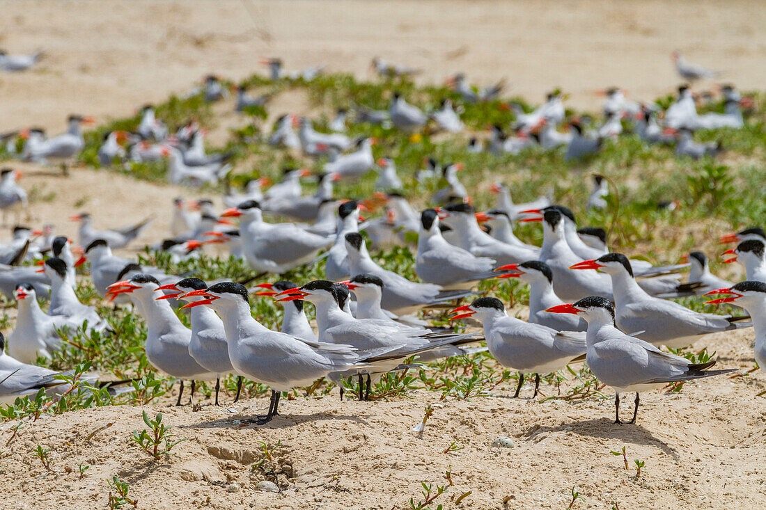 Raubseeschwalbe (Hydroprogne caspia) in der Brutkolonie auf der Ile des Oiseaux im Parc National du Delta du Saloum,UNESCO-Weltnaturerbe,Senegal,Westafrika,Afrika