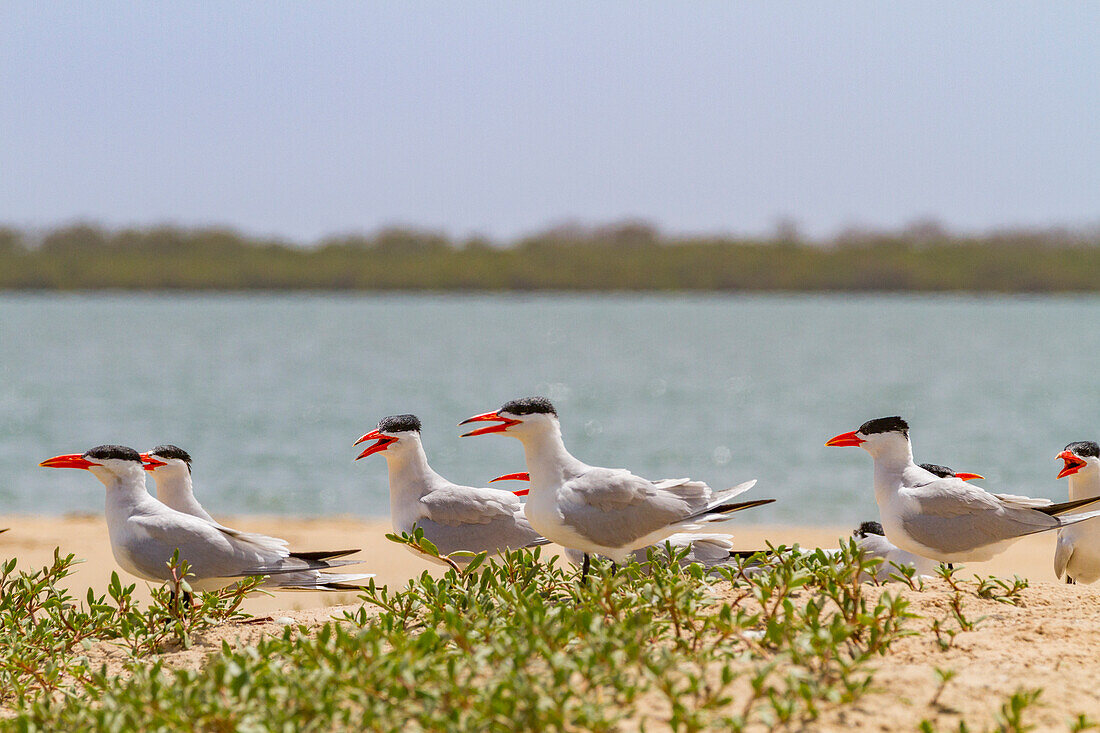 Raubseeschwalbe (Hydroprogne caspia) in der Brutkolonie auf der Ile des Oiseaux im Parc National du Delta du Saloum,UNESCO-Welterbe,Senegal,Westafrika,Afrika