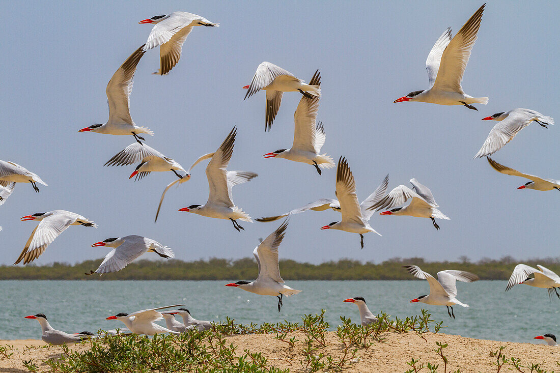 Raubseeschwalbe (Hydroprogne caspia) in der Brutkolonie auf der Ile des Oiseaux im Parc National du Delta du Saloum,UNESCO-Welterbe,Senegal,Westafrika,Afrika