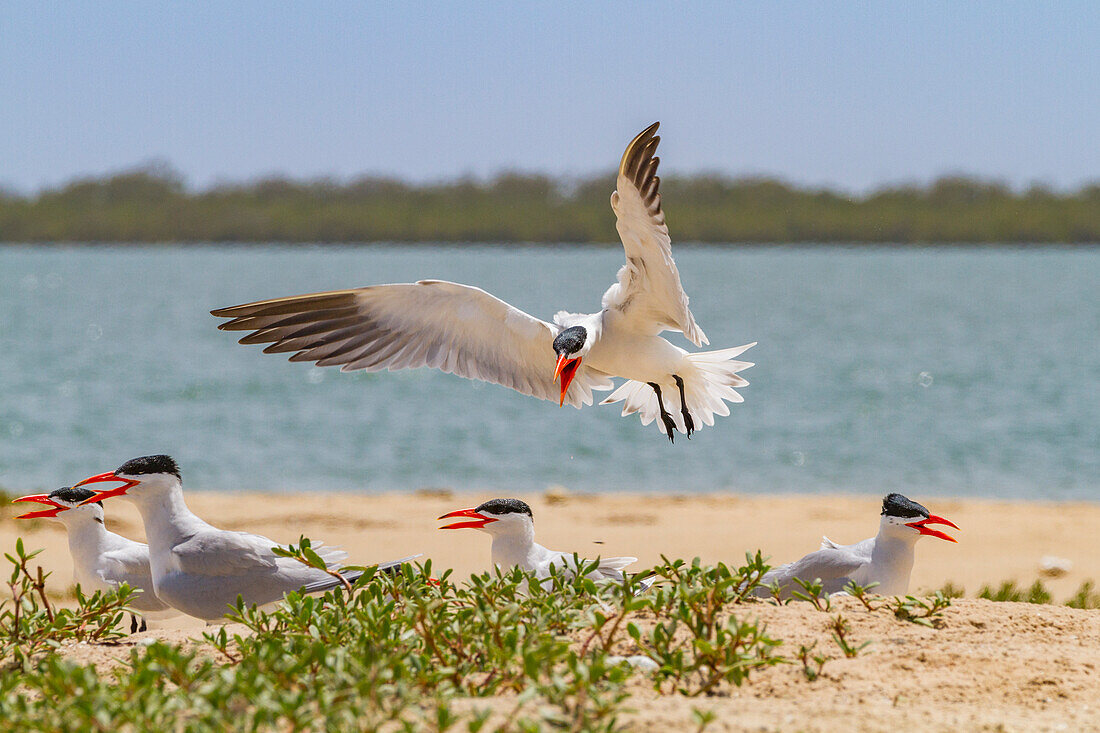 Caspian Terns (Hydroprogne caspia) at breeding colony on Ile des Oiseaux in the Parc National du Delta du Saloum, UNESCO World Heritage Site, Senegal, West Africa, Africa