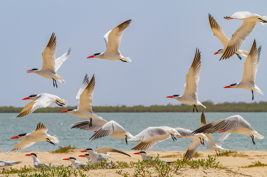 Caspian Terns (Hydroprogne caspia) at breeding colony on Ile des Oiseaux in the Parc National du Delta du Saloum, UNESCO World Heritage Site, Senegal, West Africa, Africa