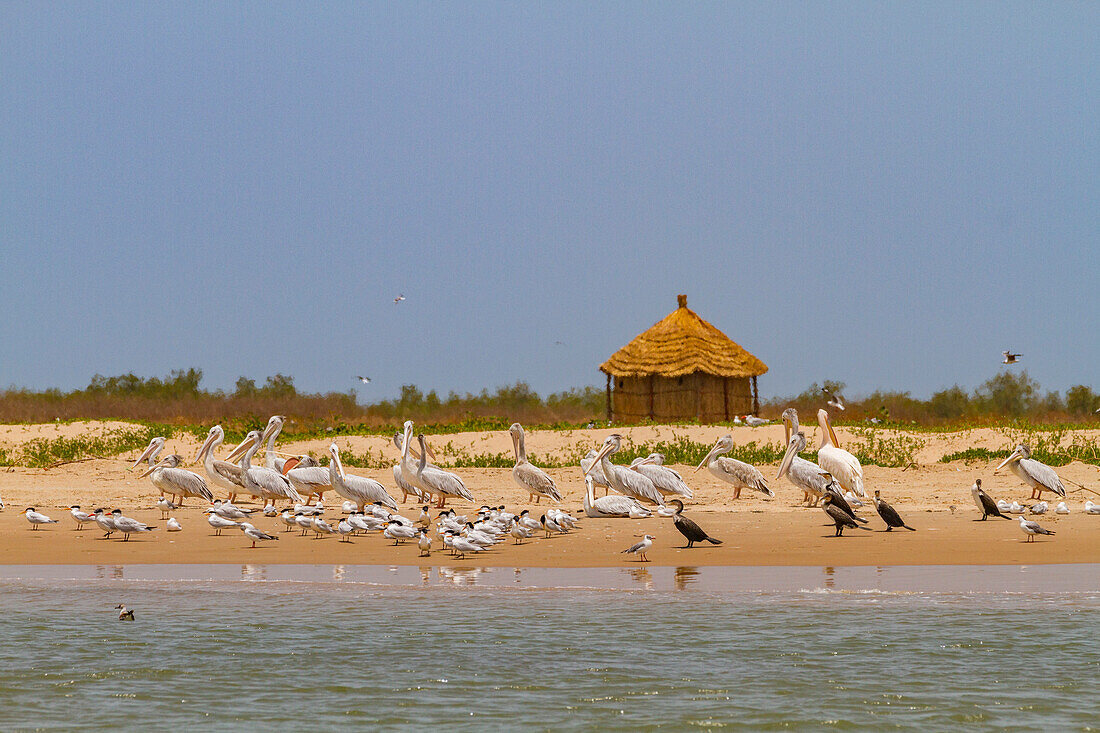 Views of visitor lodging on Ile des Oiseaux (Bird Island) in the Parc National du Delta du Saloum, UNESCO World Heritage Site, Senegal, West Africa, Africa