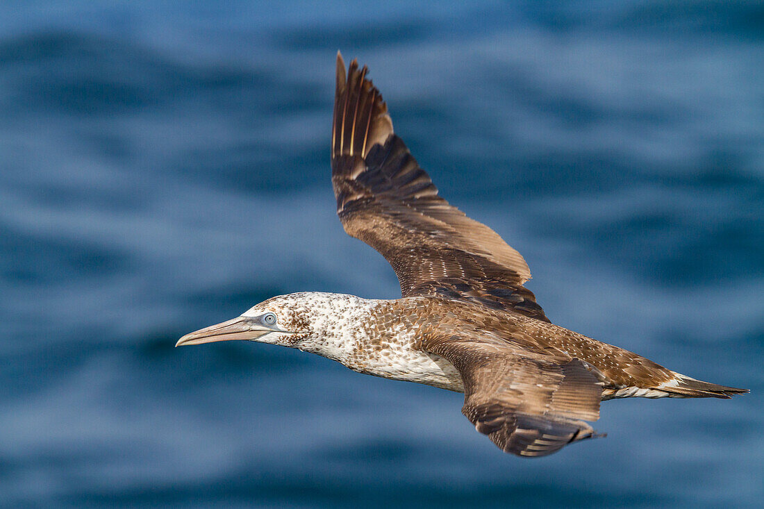 Young northern gannet (Morus bassanus) in flight near Ile des Oiseaux in the Parc National du Delta du Saloum, UNESCO World Heritage Site, Senegal, West Africa, Africa