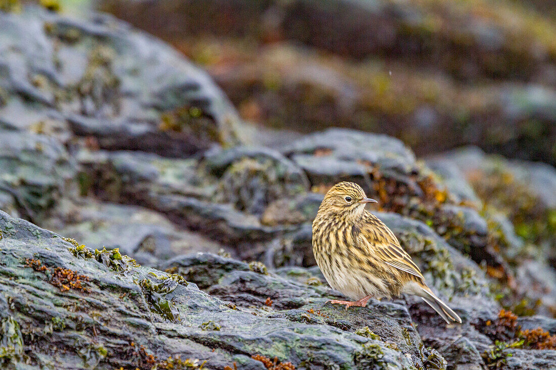 Adult South Georgia Pipit (Anthus antarcticus) feeding at low tide on Prion Island, Bay of Isles, South Georgia, Polar Regions