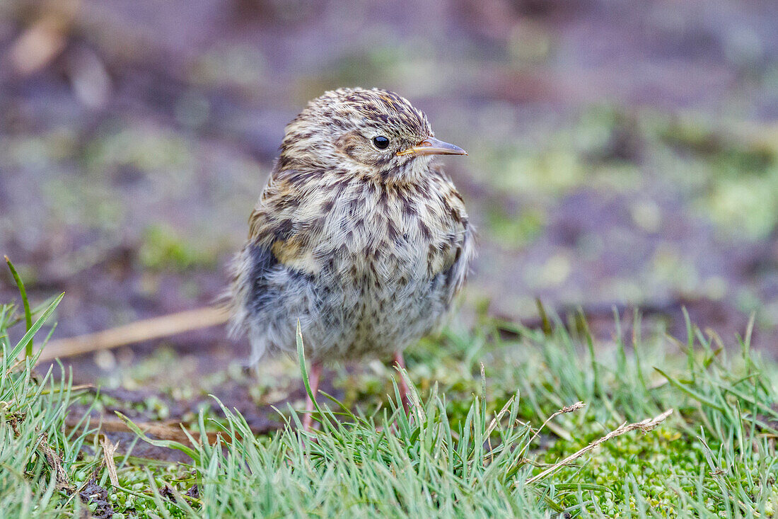 Ausgewachsener Südgeorgienpieper (Anthus antarcticus) bei Ebbe auf der Prion-Insel,Bay of Isles,Südgeorgien,Polargebiete