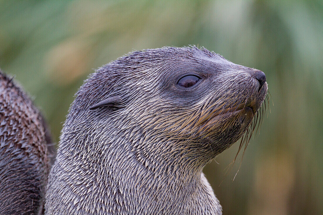 Antarctic fur seal pup (Arctocephalus gazella) on Prion Island in the Bay of Isles on South Georgia, Southern Ocean, Polar Regions