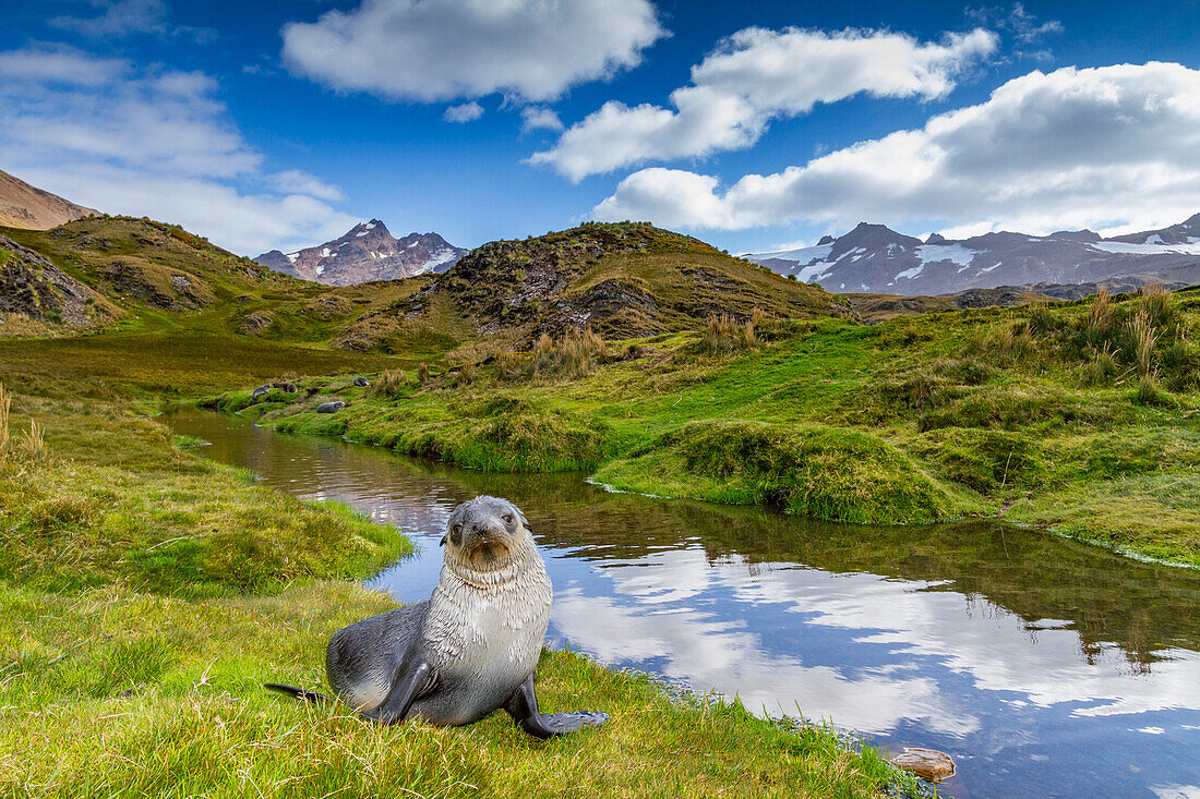 Antarctic fur seal pup (Arctocephalus gazella) near the abandoned whaling station at Stromness Bay on South Georgia, Polar Regions