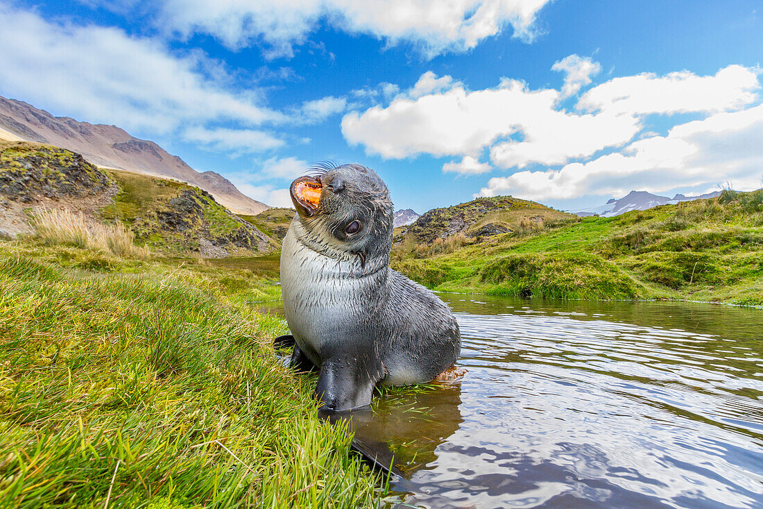 Antarctic fur seal pup (Arctocephalus gazella) near the abandoned whaling station at Stromness Bay on South Georgia, Polar Regions