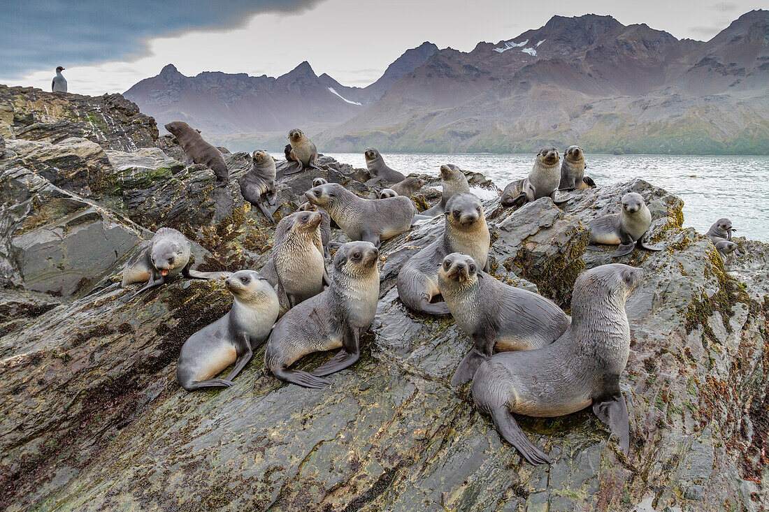 Antarctic fur seal pups (Arctocephalus gazella) playing in Fortuna Bay on South Georgia, Southern Ocean, Polar Regions