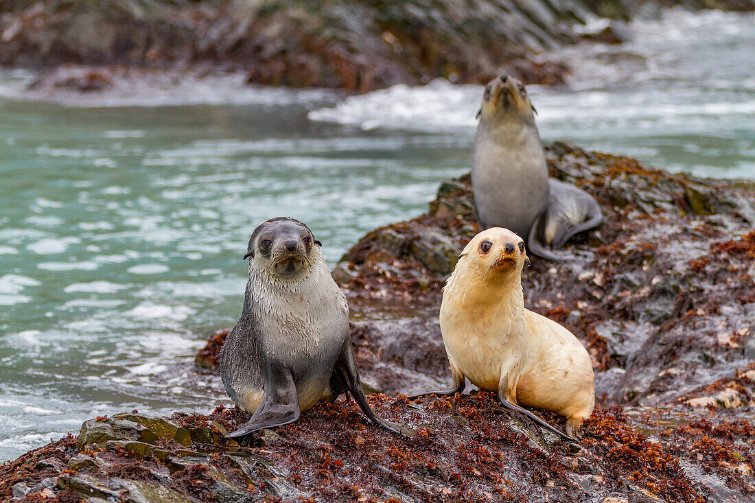 Leucistic caused by lack of melanin, or blond Antarctic fur seal pup (Arctocephalus gazella) on South Georgia, Polar Regions