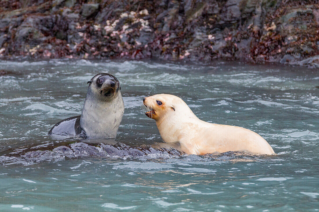 Leucistic caused by lack of melanin, or blond Antarctic fur seal pup (Arctocephalus gazella) on South Georgia, Polar Regions