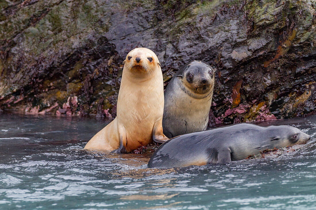 Leucistic caused by lack of melanin, or blond Antarctic fur seal pup (Arctocephalus gazella) on South Georgia, Polar Regions